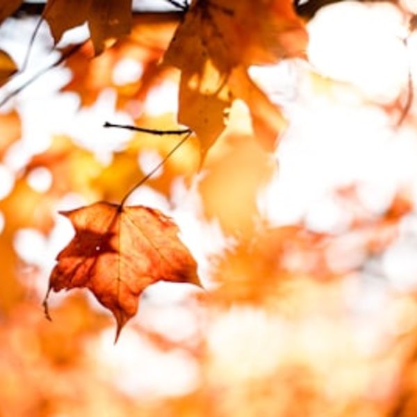 【冬太り予防】10月から始めるダイエットで年末まで３kg減！